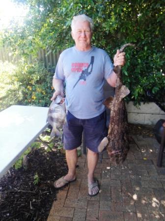 12_kg_Wobbygong_Shark_Dec_2011_Perth11525.jpg